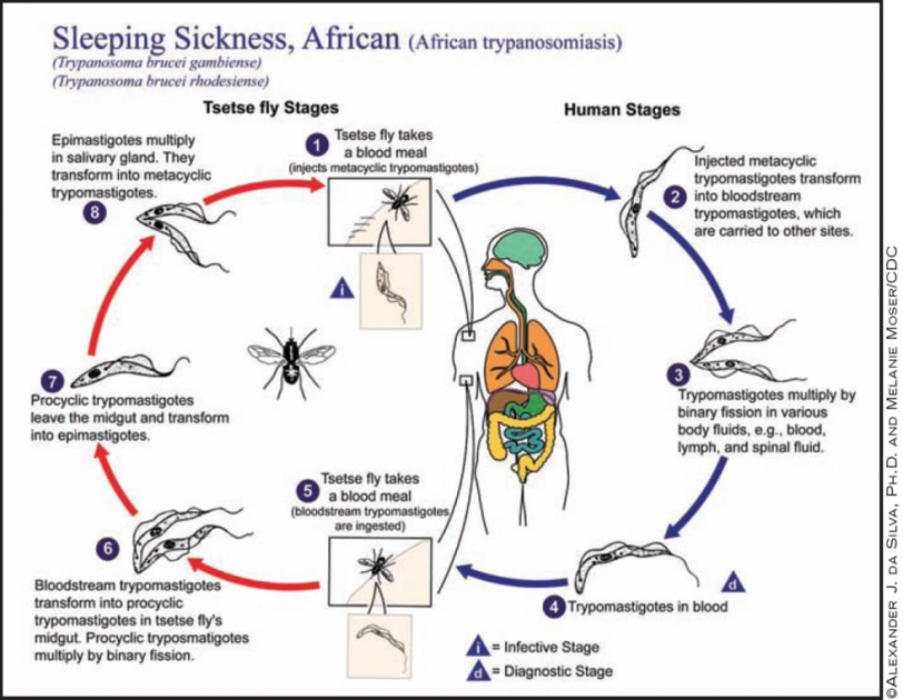 Meaning Of Sleeping Sickness In Marathi